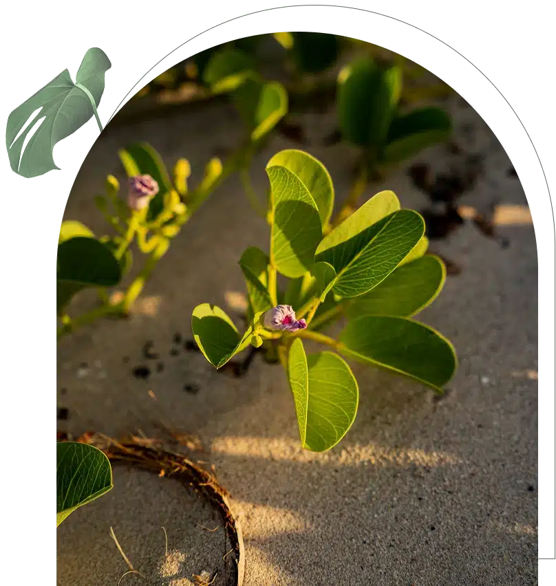 Green leaf and flower